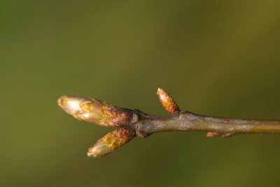 Quercus rubra - dub červený - pupen